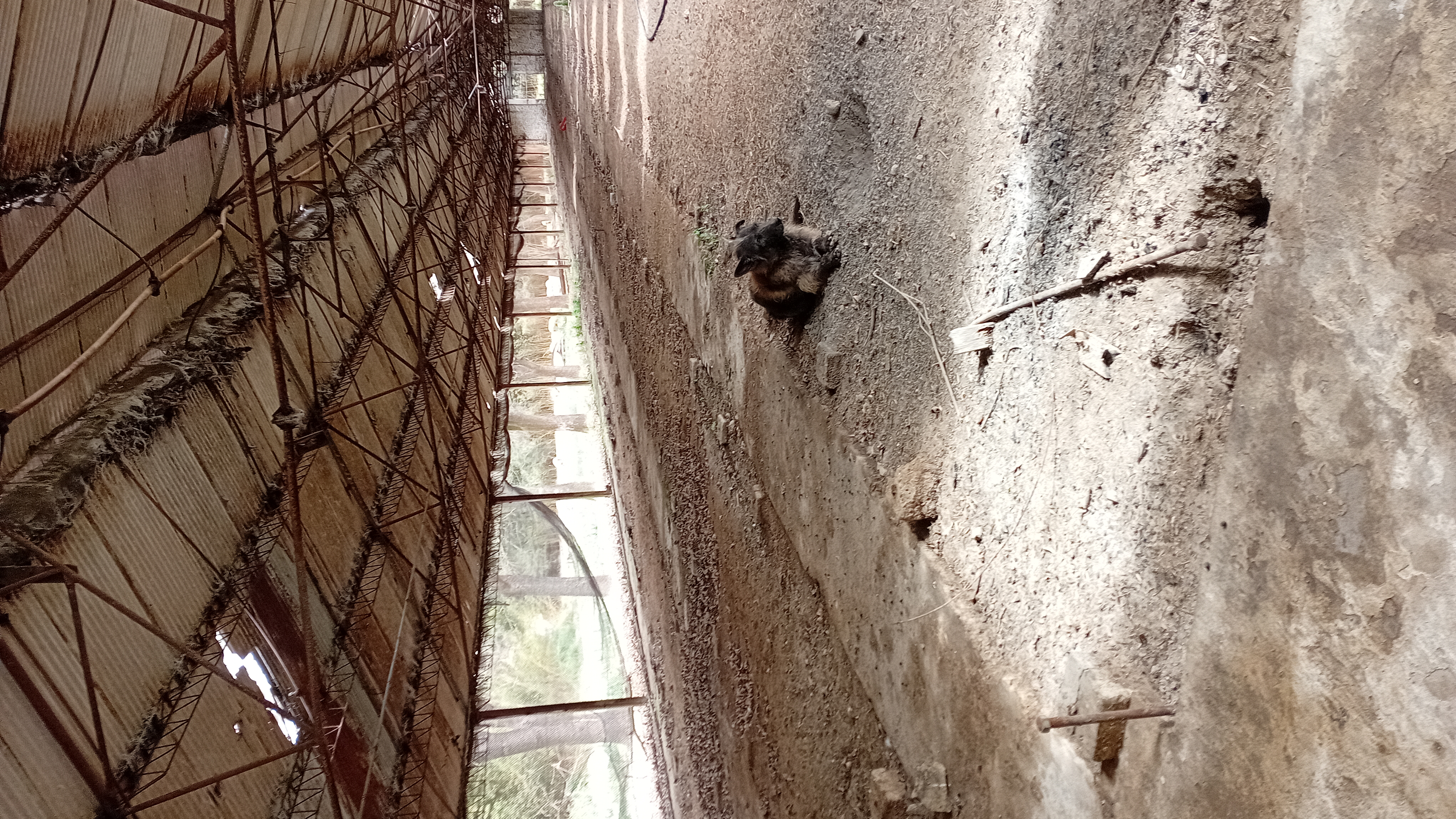 VENTA - 2 HECTAREAS IDEALES PARA SIEMBRA O EMPRENDIMIENTO PRODUCTIVO.

SE VENDEN 2 HECTAREAS DE TERRENO CON EXCELENTES CONDICIONES PARA SIEMBRA, CULTIVO O DESARROLLO DE EMPRENDIMIENTO.

LA PROPIEDAD CUENTA CON GALPONES AMPLIOS, IDEALES PARA ALMACENAMIENTO DE HERRAMIENTAS, MAQUINARIA O MERCADERIA.
SALON DE ATENCION Y/O DISTRIBUCION, ADAPTABLE PARA OFICINA COMERCIAL, PUNTO DE VENTA O LOGISTICA.
VIVIENDA DENTRO DEL PREDIO, COMODA Y FUNCIONAL.
AMPLIO ESPACIO PARA PRODUCCION, CULTIVO O EXPANSION DE INSTALACIONES.

IDEAL PARA PRODUCTORES, VIVEROS, DISTRIBUCION O PROYECTOS MIXTOS (producción + vivienda)

ENTORNO TRANQUILO Y CON GRAN POTENCIAL. 
UNA CALLE DA SOBRE ALBERDI Y LA OTRA CON CHUBUT.

CONSULTAR PARA MAS INFORMACION O COORDINAR VISITA.